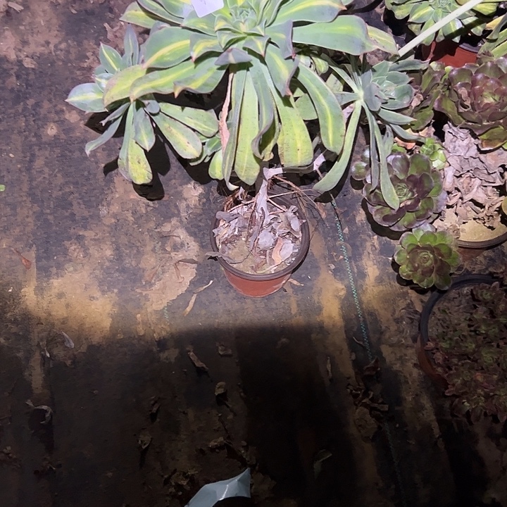 花***8不包侧枝一物一拍