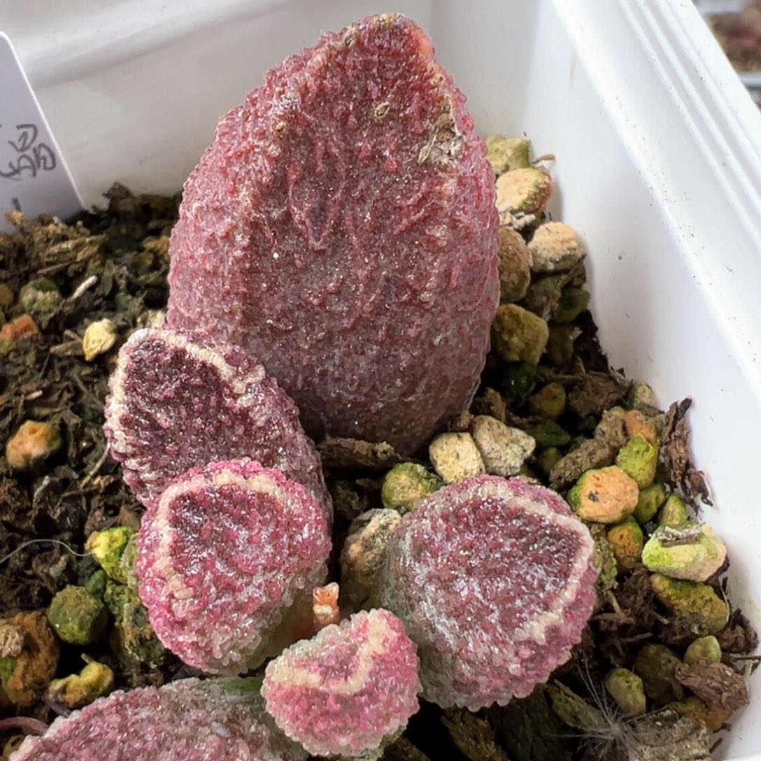 紫猪肝大苗多肉植物水泡