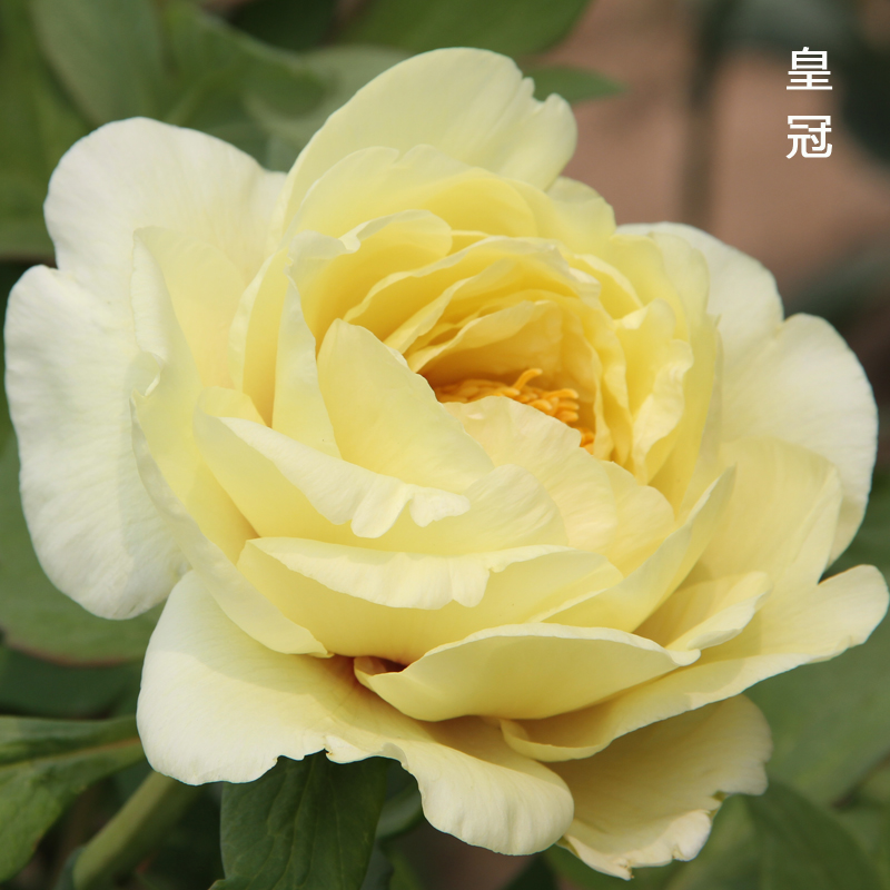 黄色系超香皇冠牡丹观赏花苗菏泽产地现挖现发