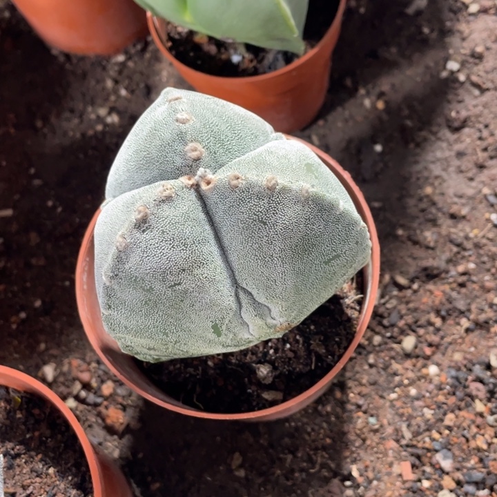 用***6实生三角副棱带盆发