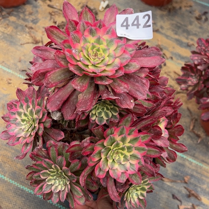 粉霞多肉植物442