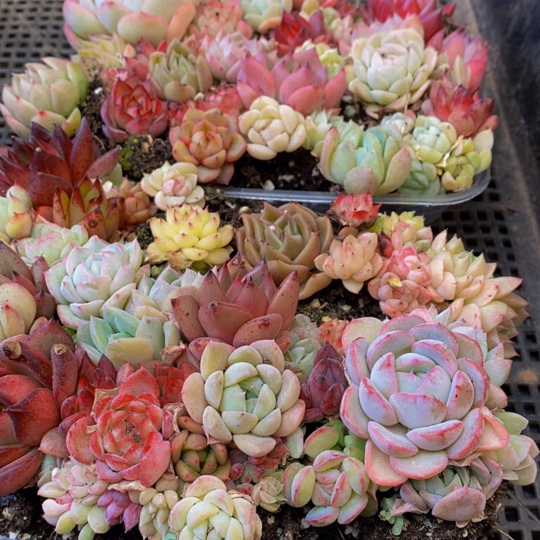 679多肉植物保护研究所所长助理研究员