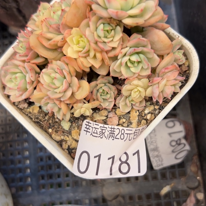 幸运的是你还没幸运