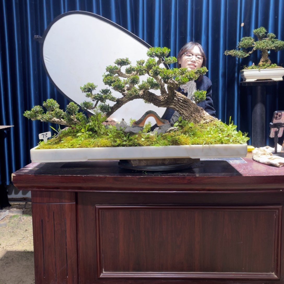 黄杨盆景老桩四季常青