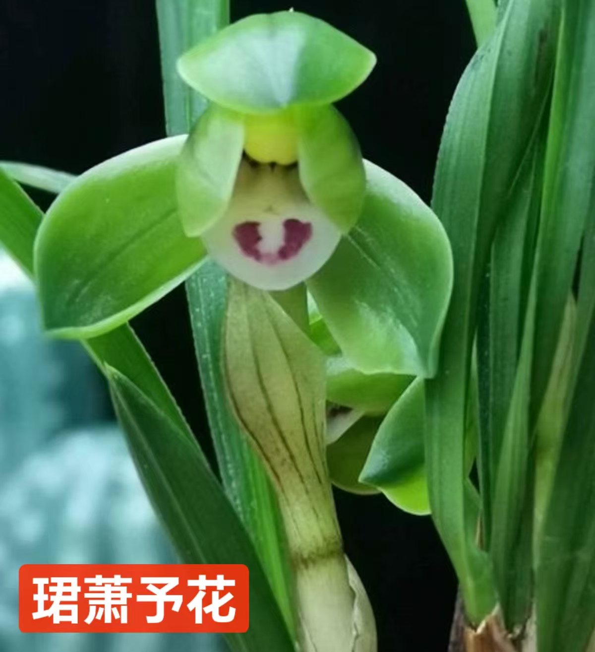 【珺萧予花】翠盖 春兰 矮种小型 浓香 荷瓣花 两苗不带花发货