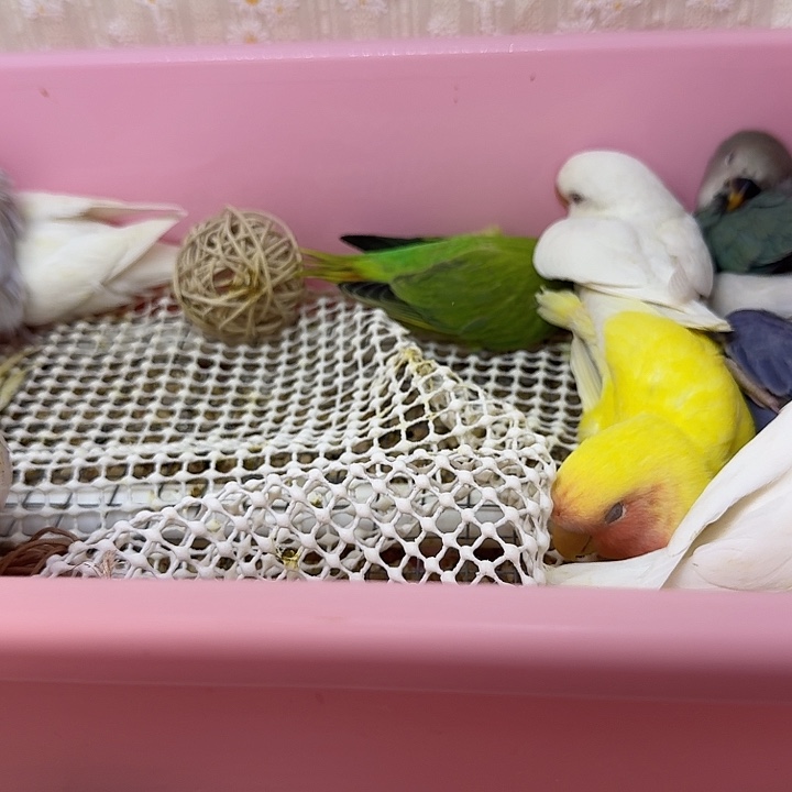 安***逸玄凤鹦鹉/鸡尾鹦鹉