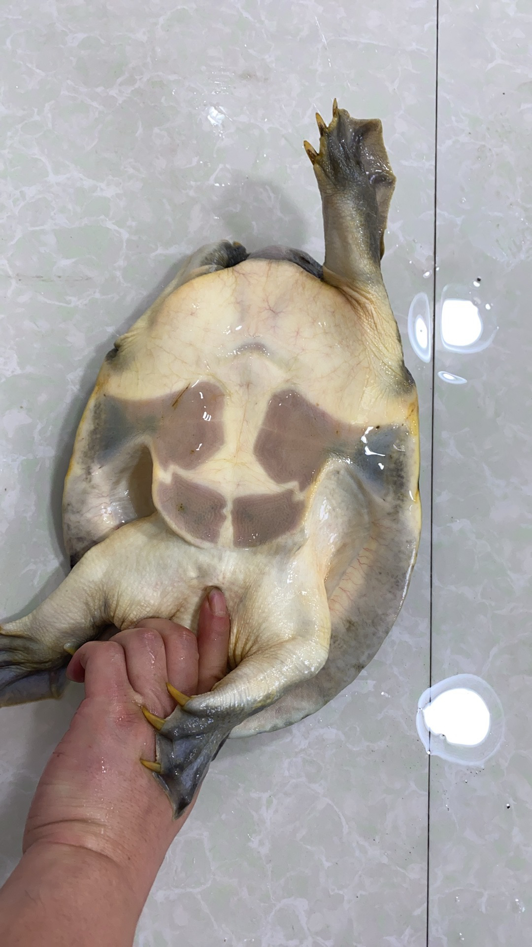 洪湖土甲鱼。 土货