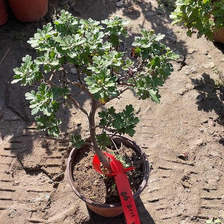 敏****完全开放20菊花菊花家