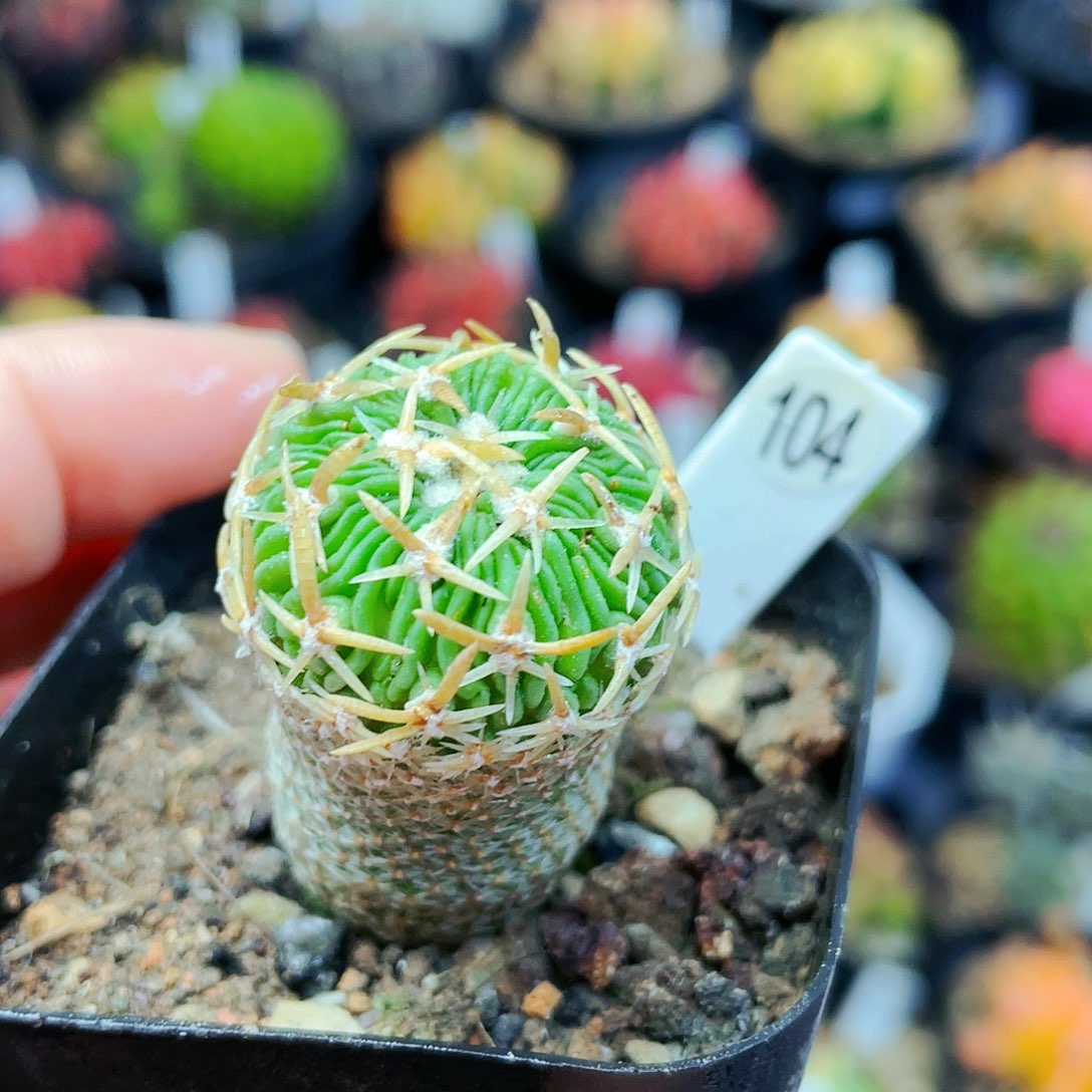 非偏远地区满25裸根发货仙人球