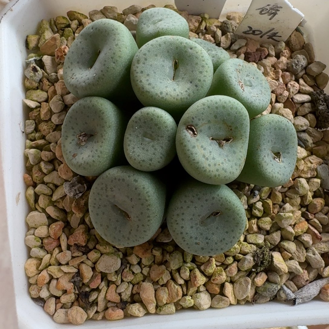 鲸***喜0102-022肉锥肉锥肉锥