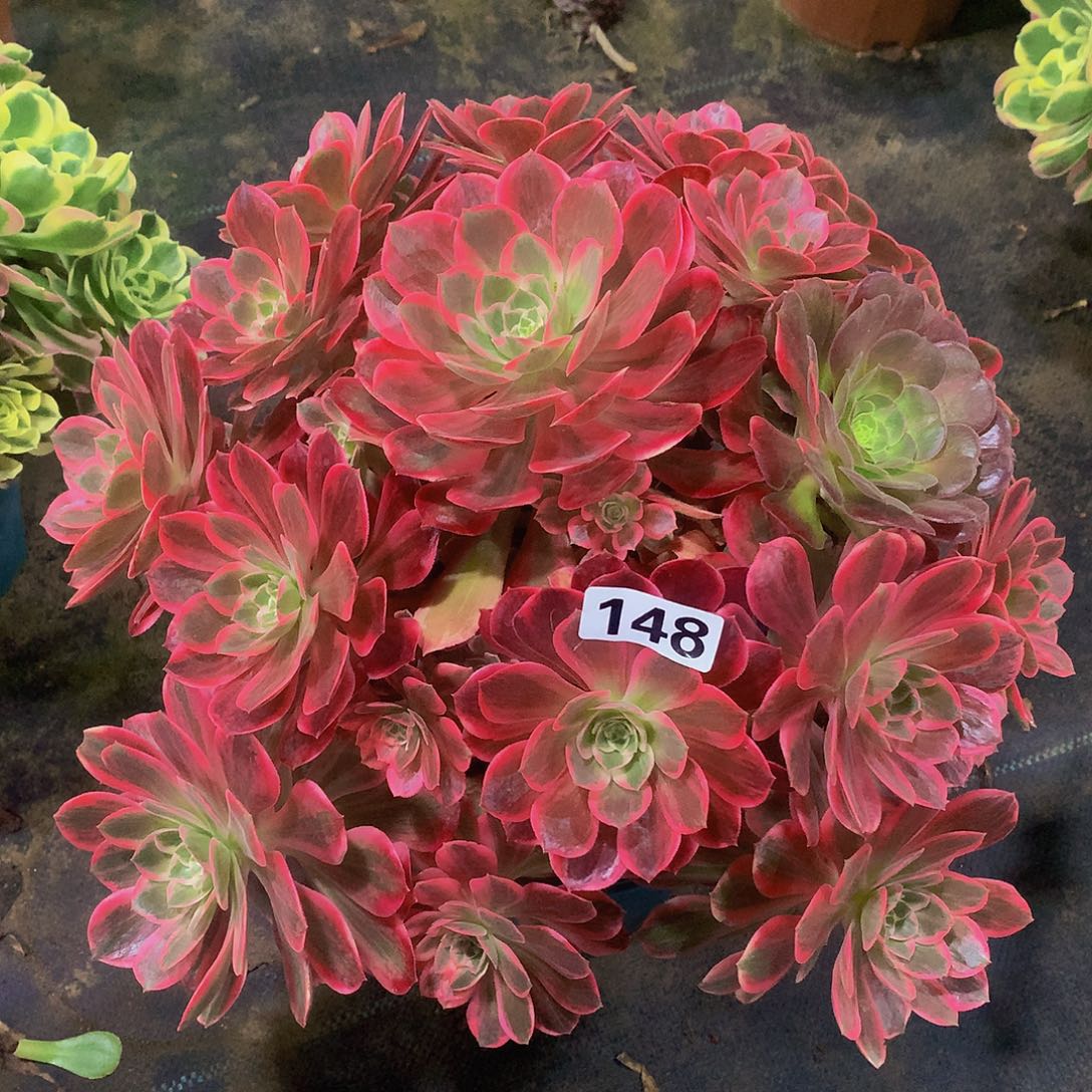 豆**爸148花88888888888