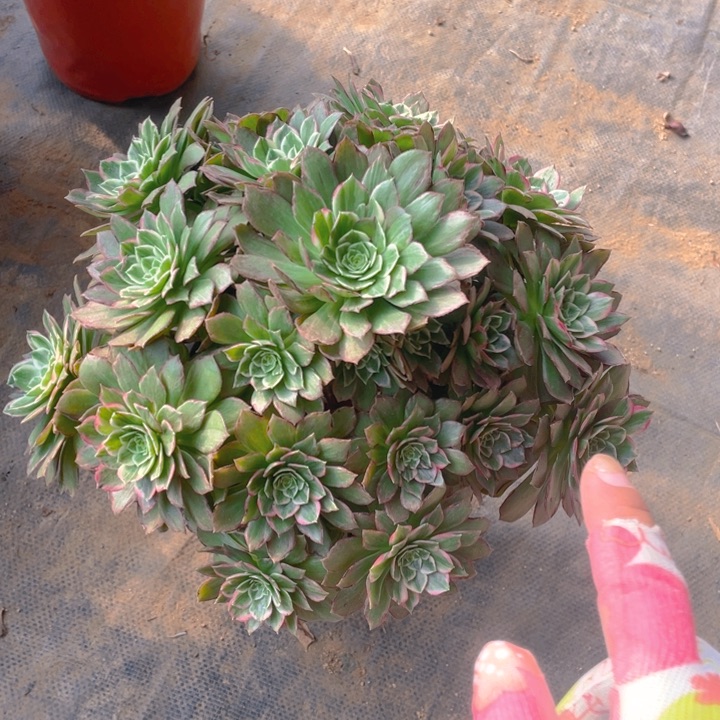 多肉水晶莲花法师如图