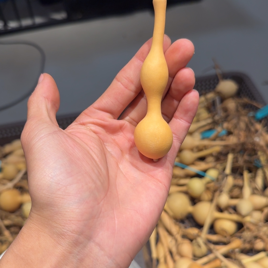 清***凉發財精品葫芦闪购