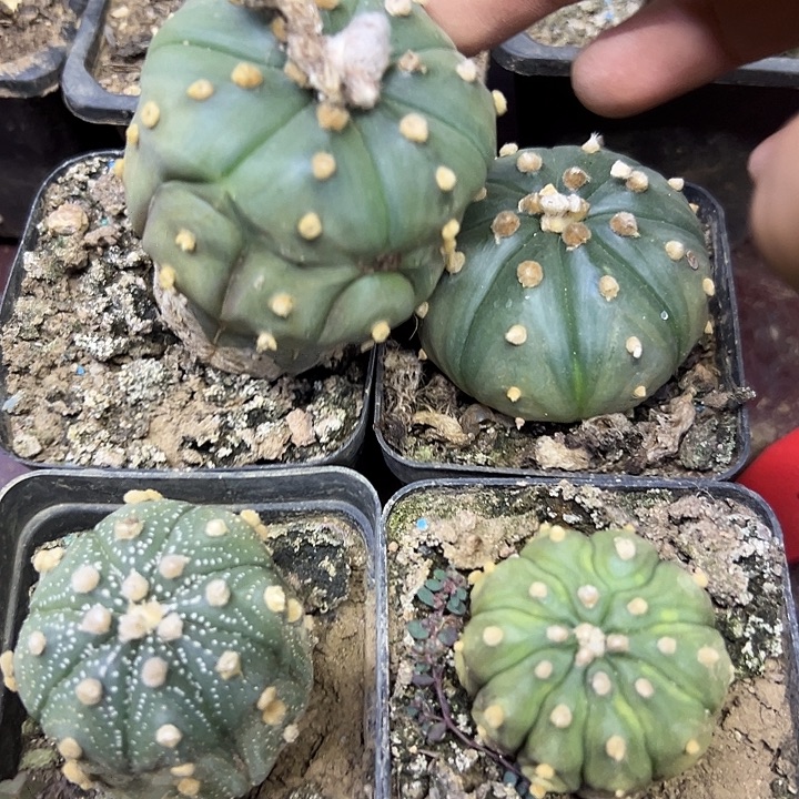 2477号四颗木心根兜