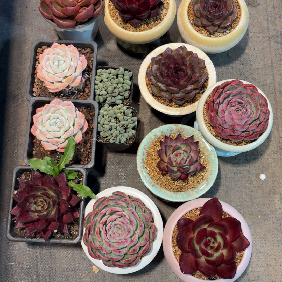 远***我多肉12颗一组专拍链接