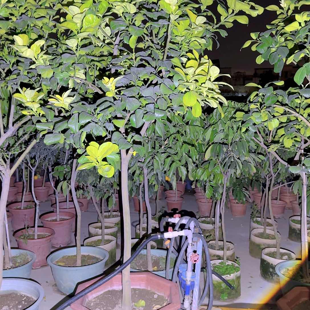 法***爵果树11111111111