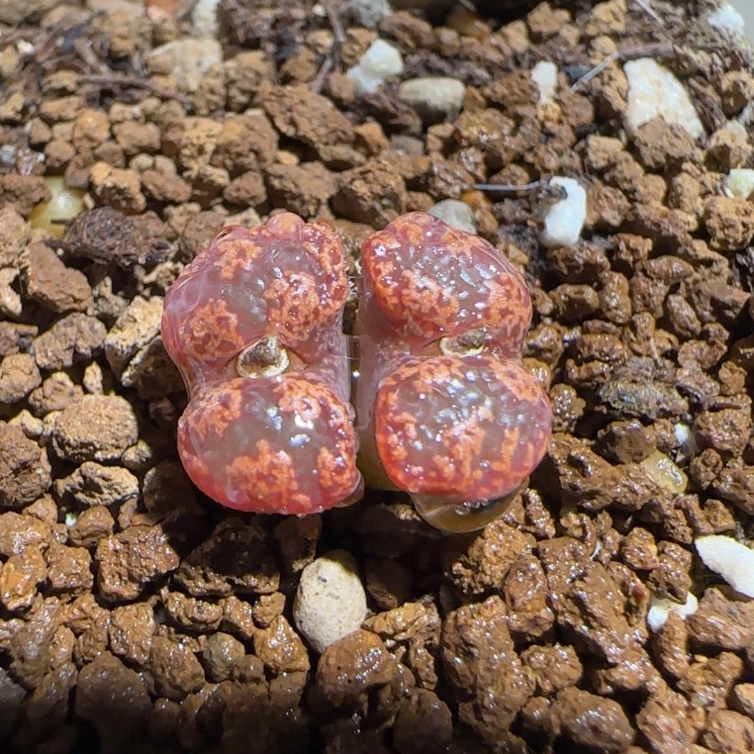 肉锥多肉植物组合-勋章1311