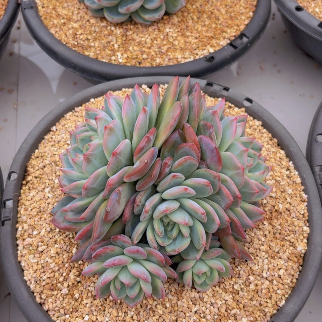 红鸾五头5号，， ，，，