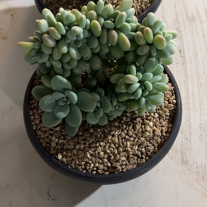 V***n洛神缀化多肉植物