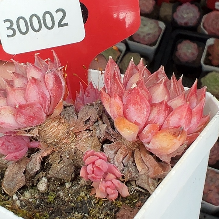 糖心。    30002号。   