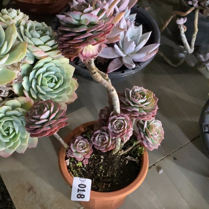 风****018克罗地亚玫瑰多肉植物