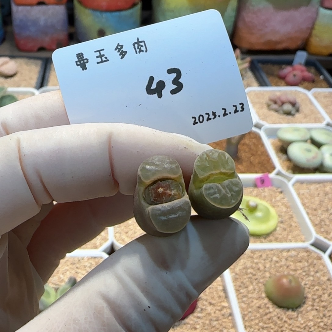 短****芙多肉多肉多肉2.23-043