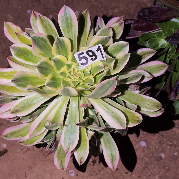 591白锦多肉植物处理不售后