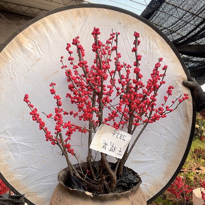 无花朵土球发货 东红福利