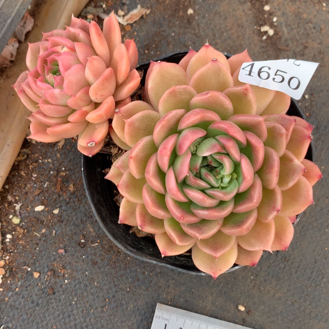 不****调4650杂交精品基地14厘米