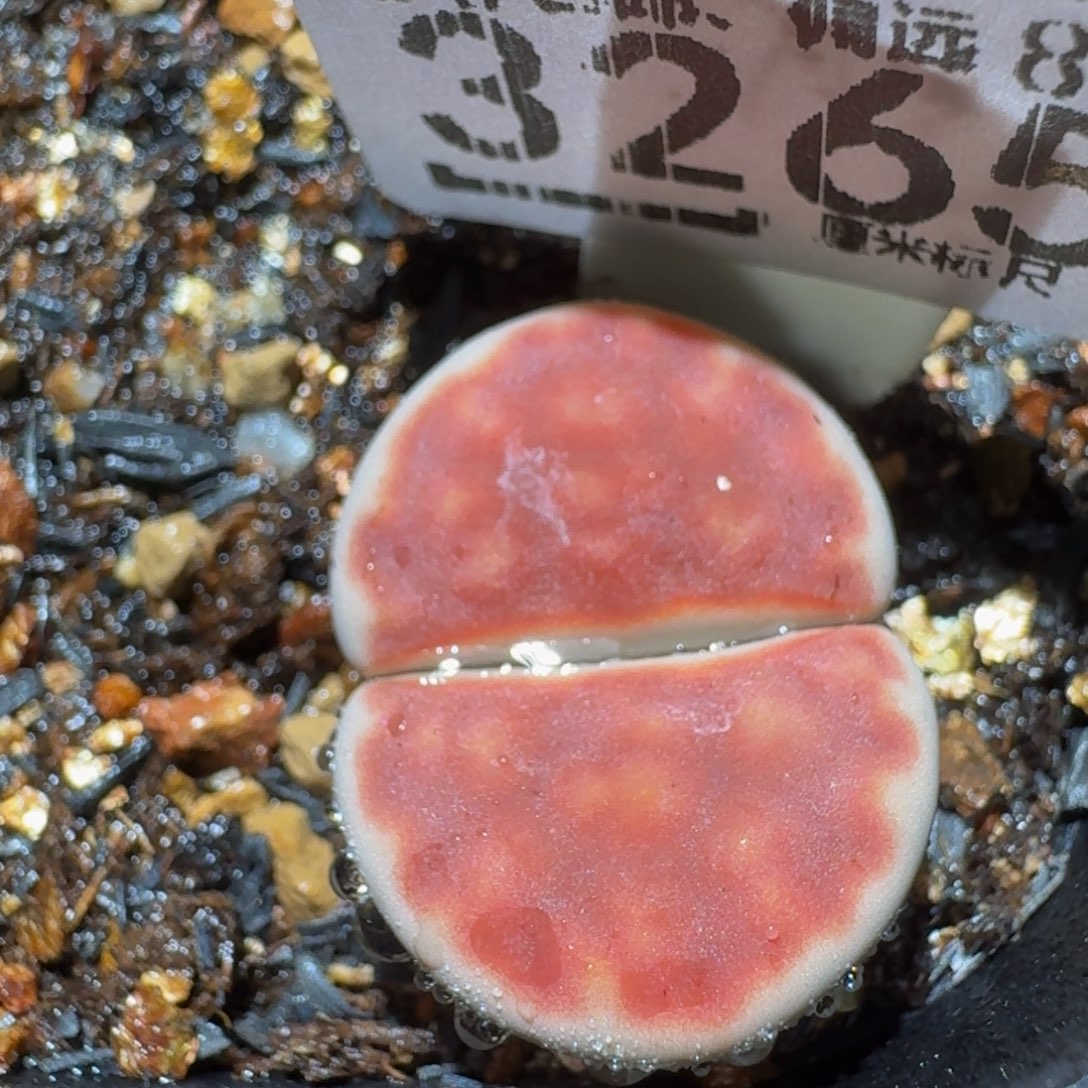 老板娘正在直播3265