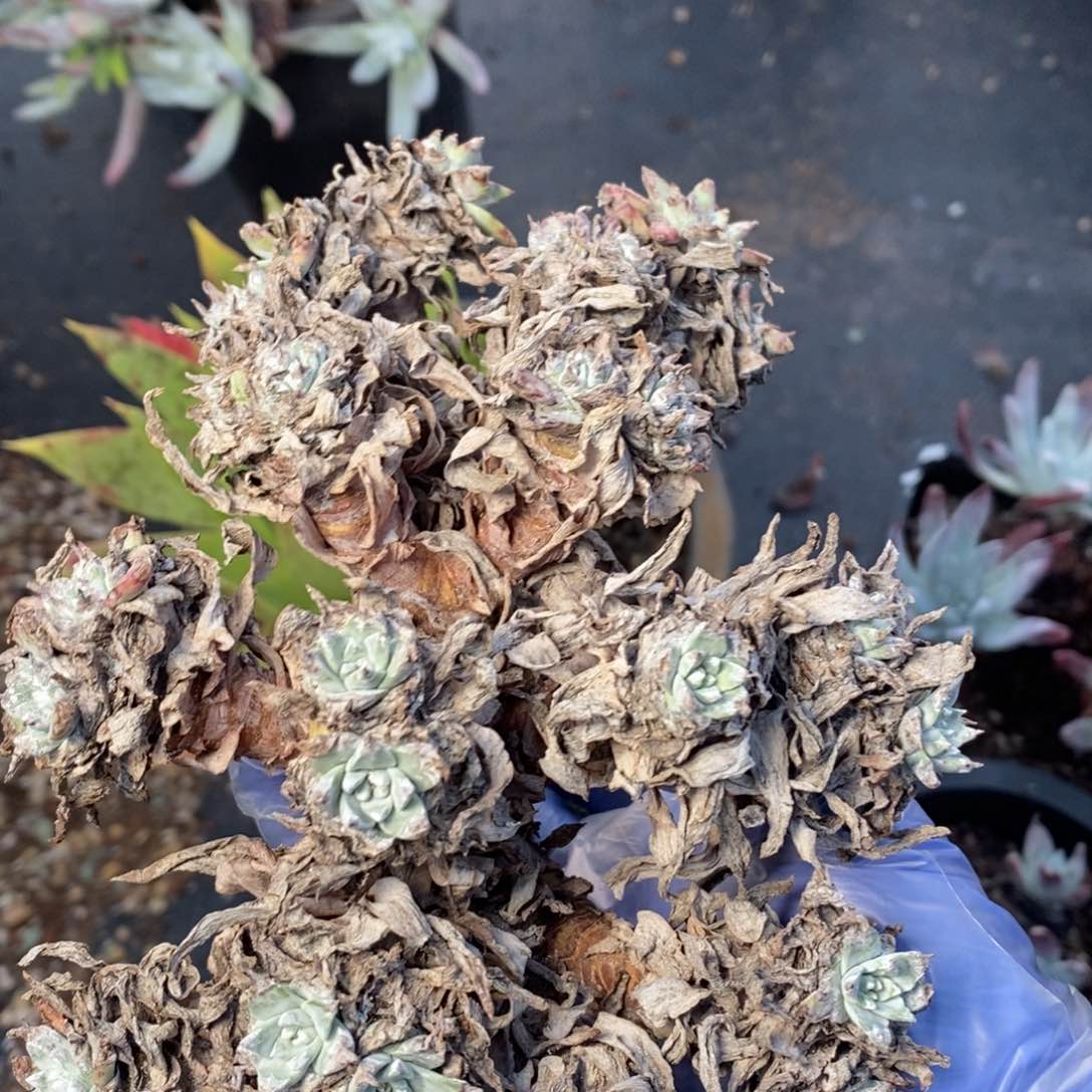 1917苹果叶杂哈哈哈哈哈哈哈哈哈哈