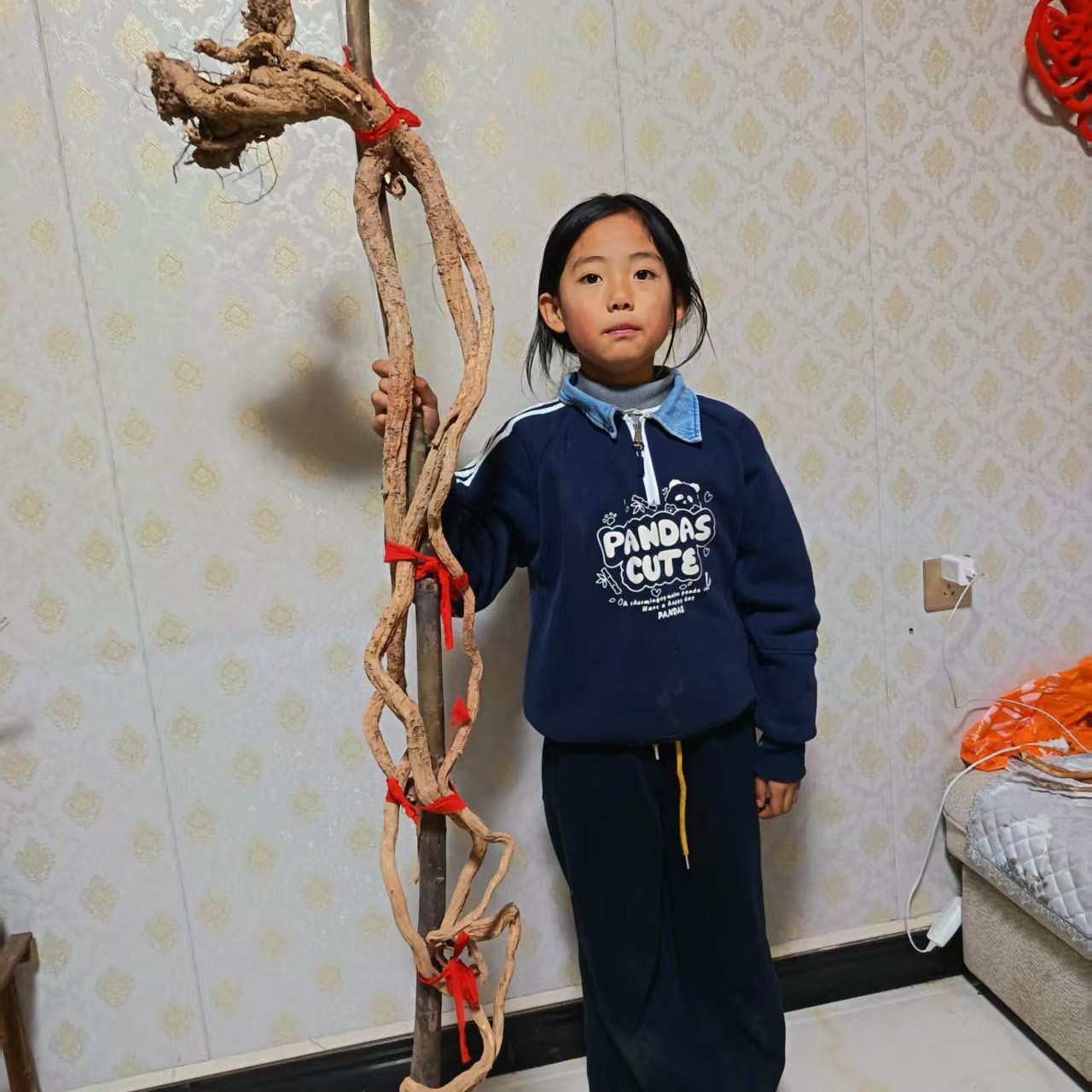 甘肃老黄芪今年新货产地农户大山采挖非种植整根