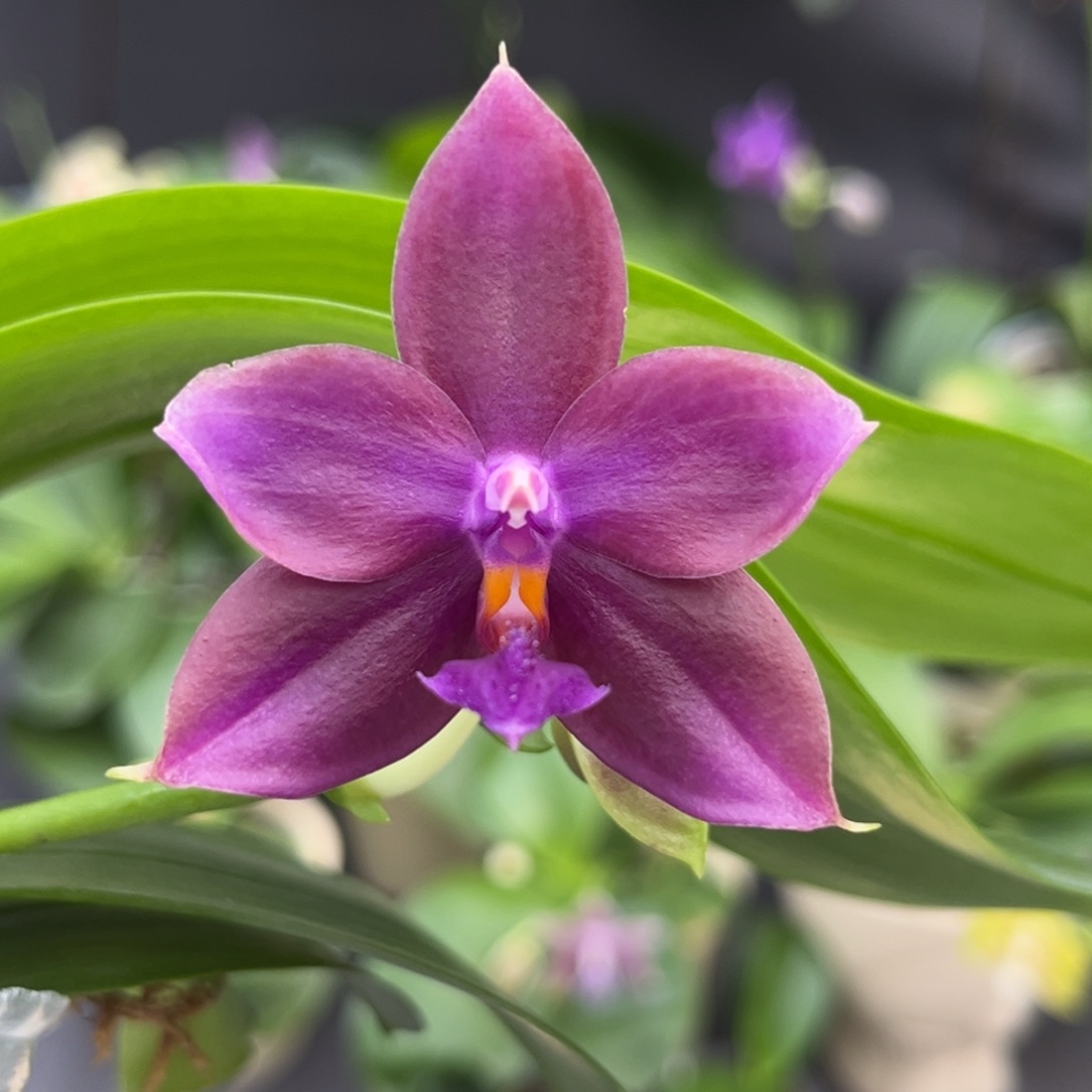 完全开放2.5寸yc77