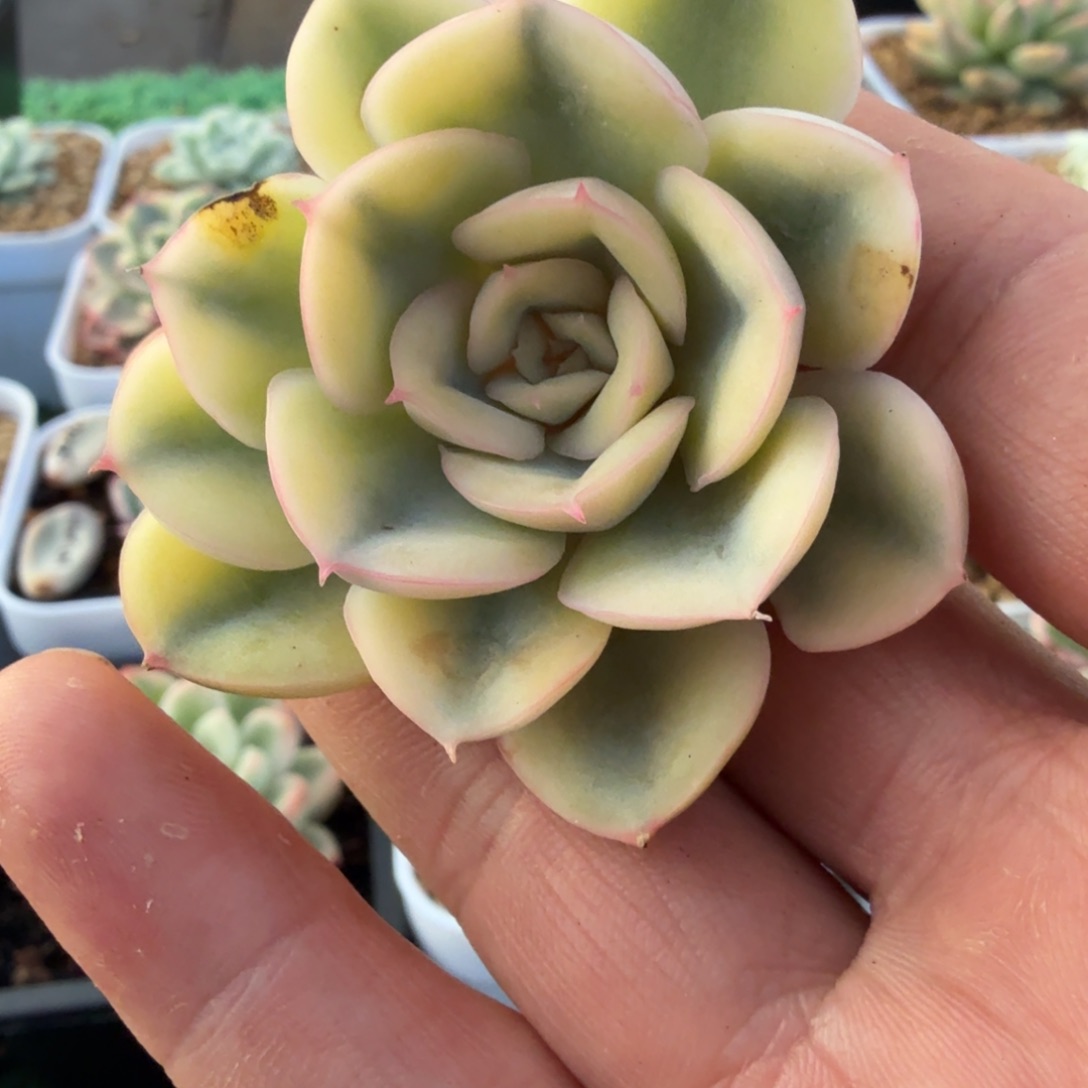 猎户座锦多肉锦植物