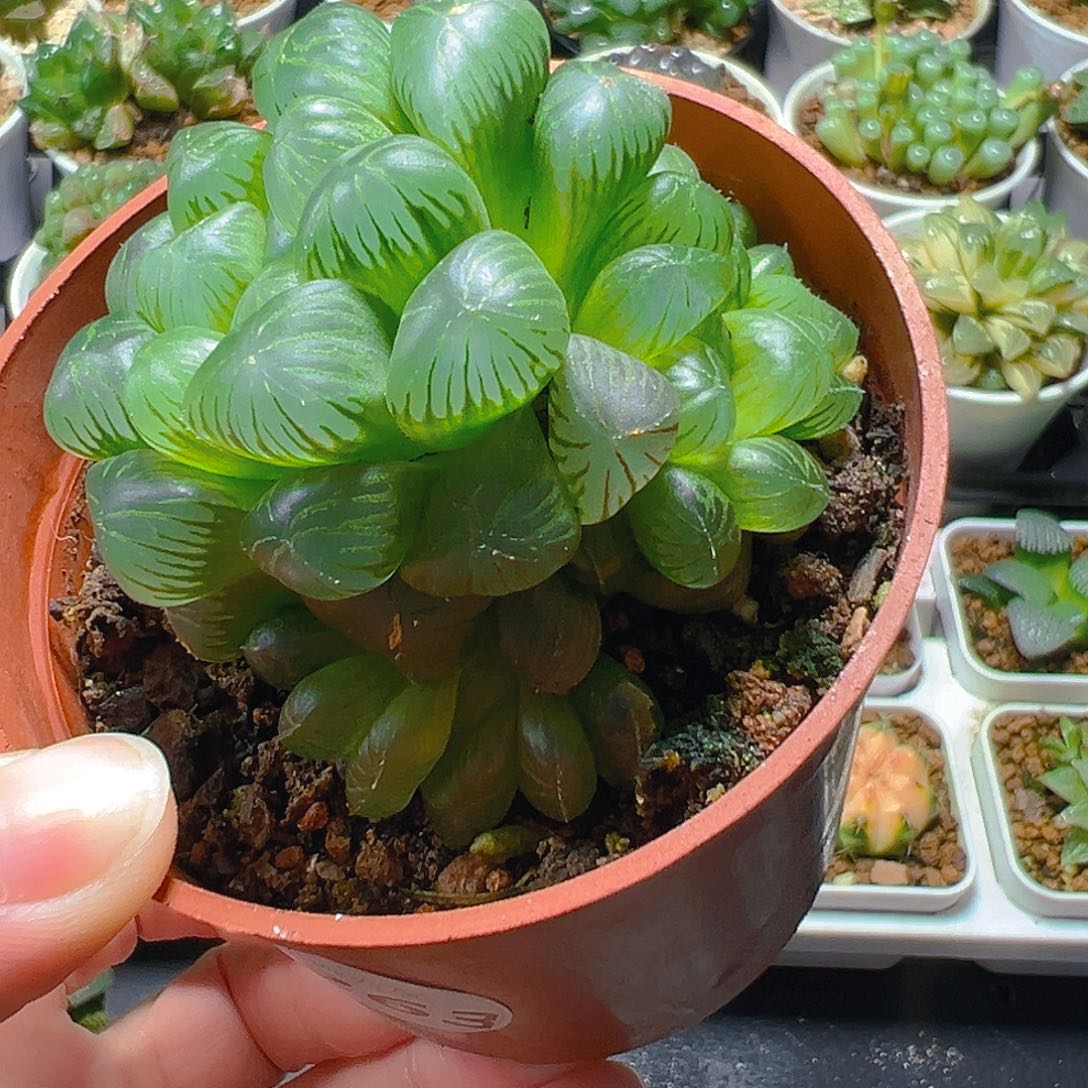 5263玉露多肉植物一颗