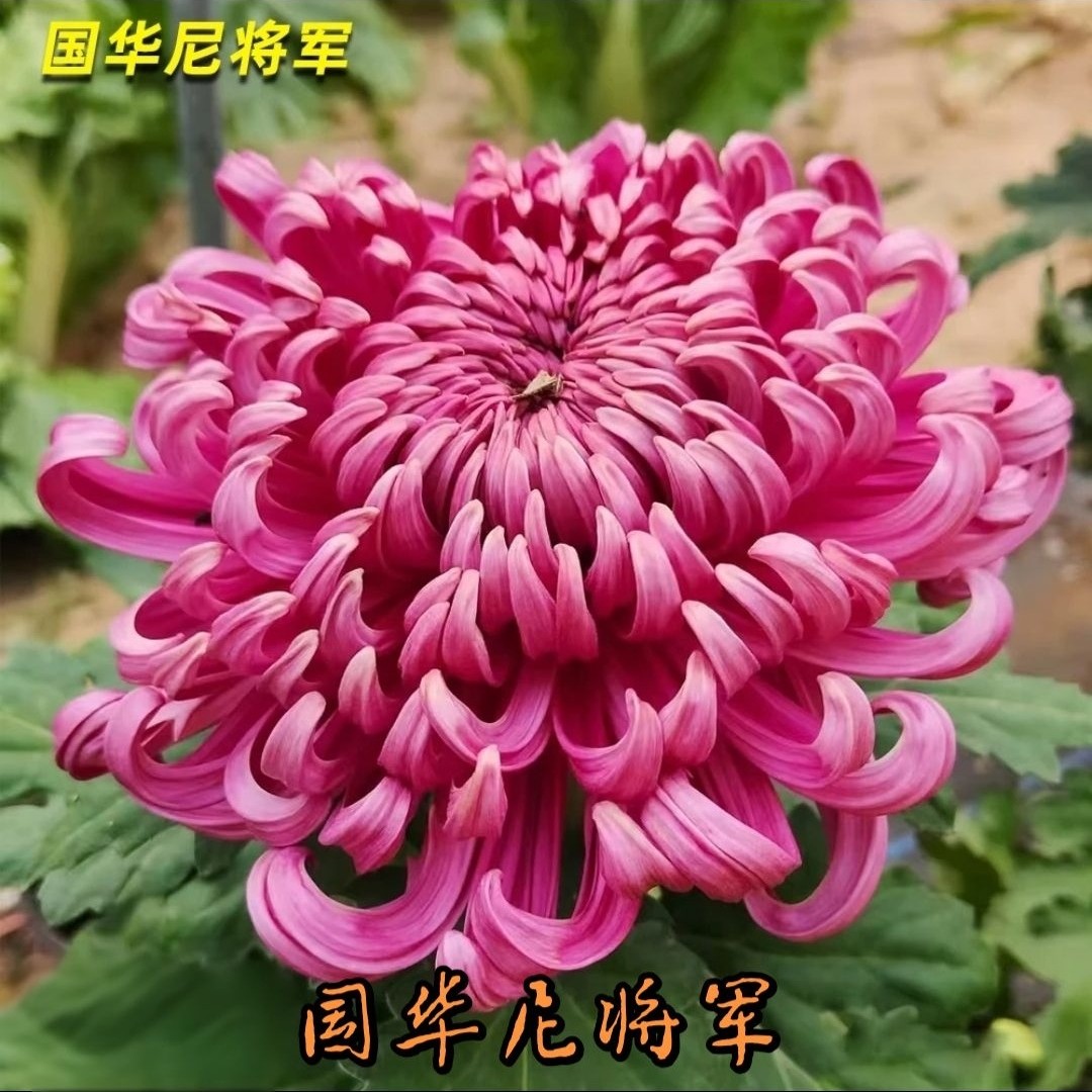 【国华尼将军】菊花九月菊阳台庭院盆栽地栽四季种植好养活