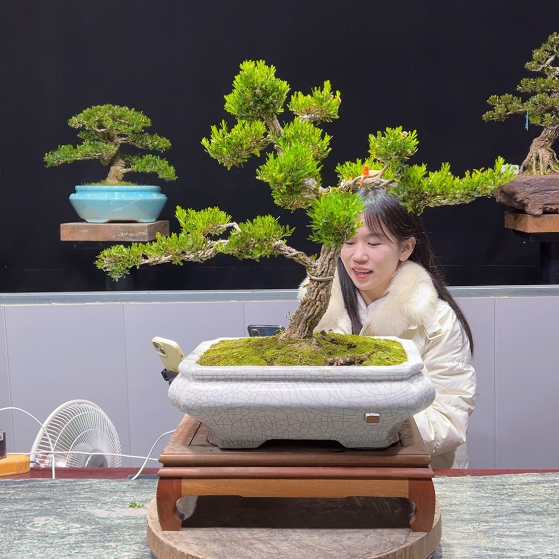 四季常青老桩黄杨盆景