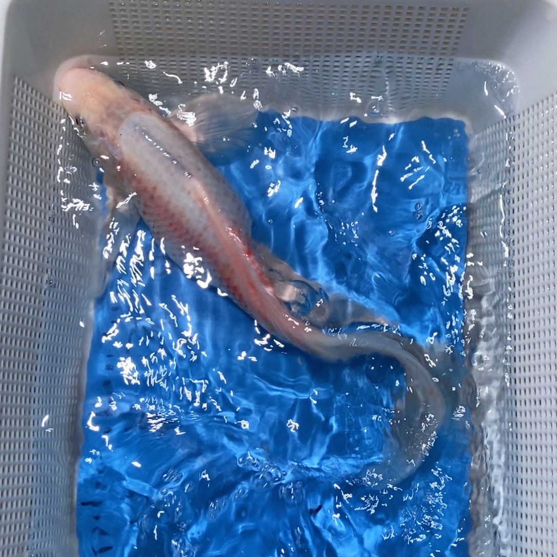 锦鲤锦鲤包邮包售后