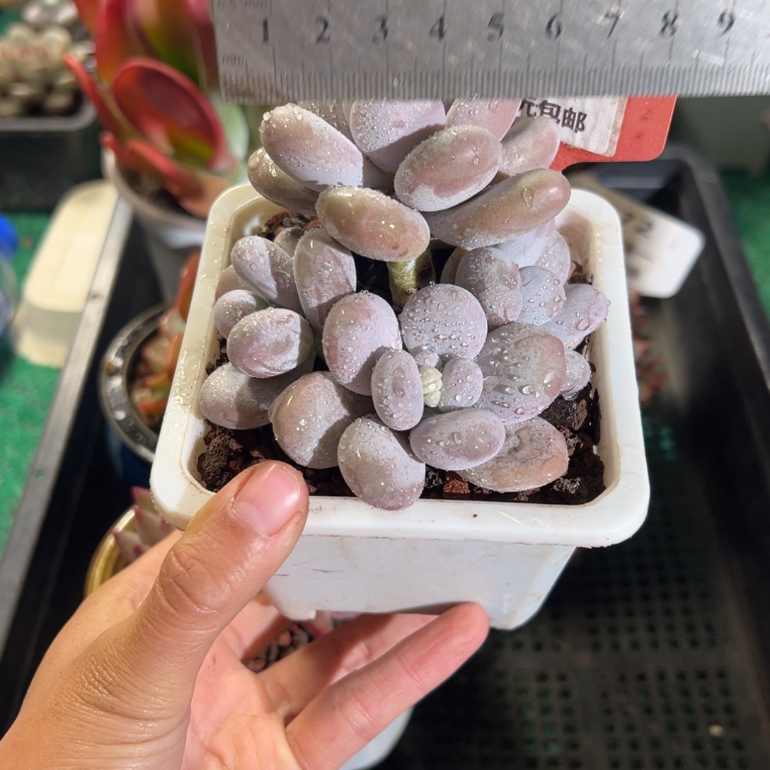 表妹精品多肉植物008.