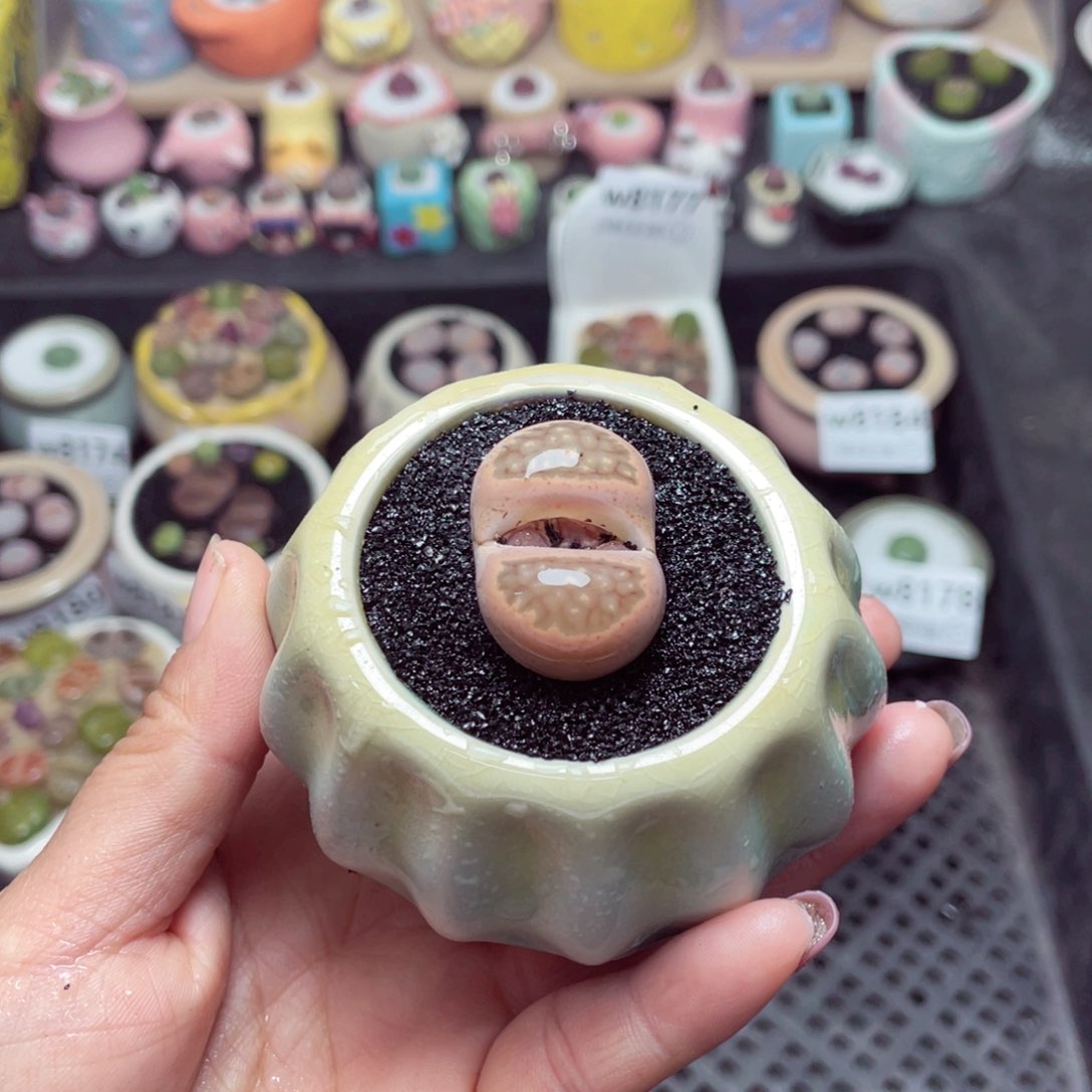 w8185 带盆土发货-零下地区拍保温箱