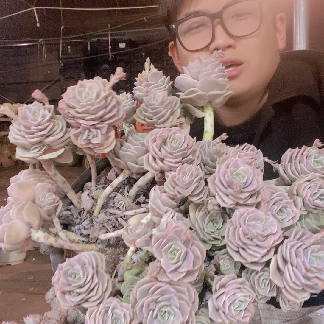 280盆可爱玫瑰带盆土特价