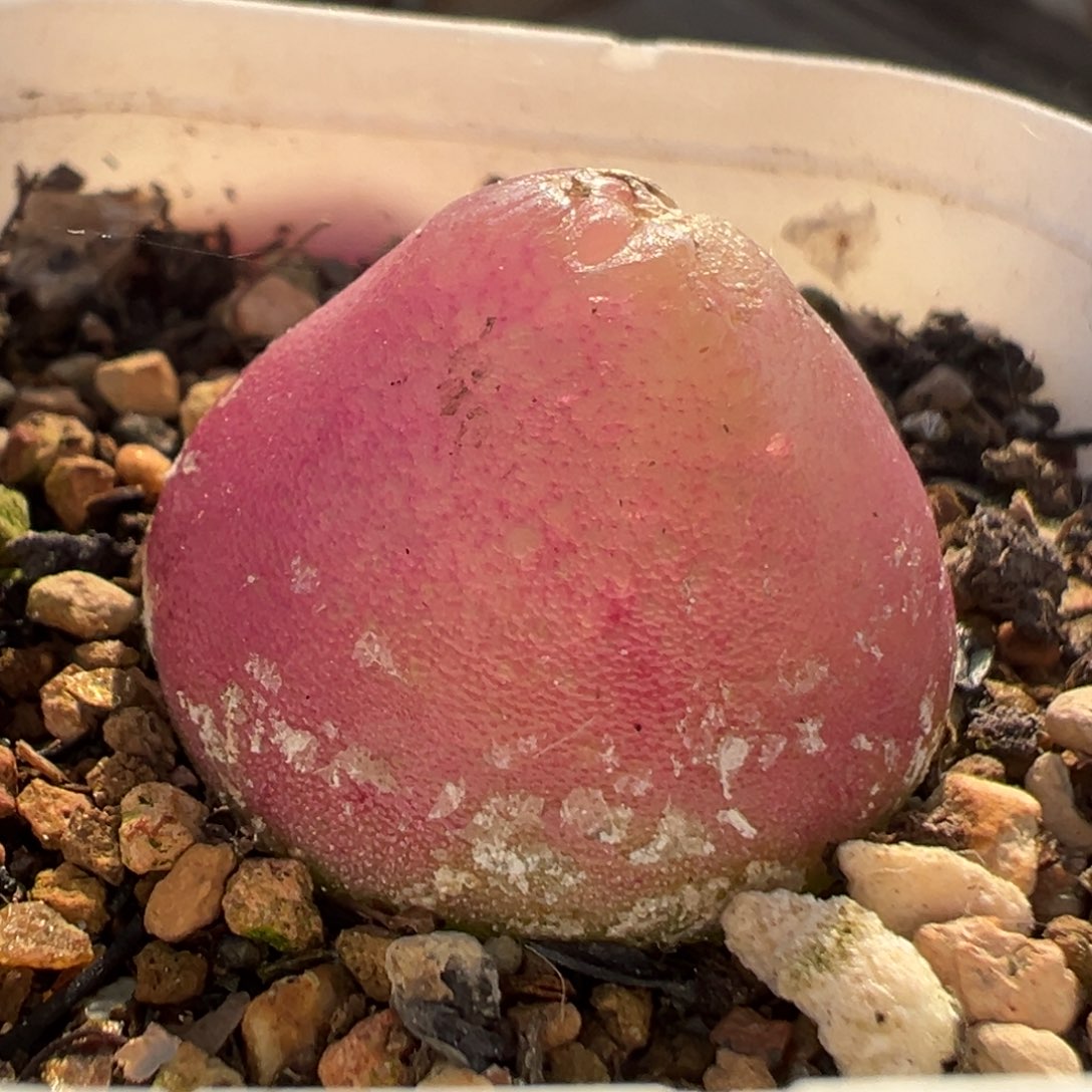 红灯泡多肉植物百科