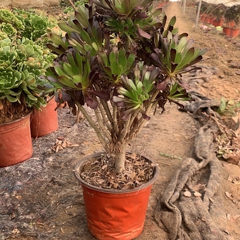 陈***住黑法师多肉植物法师74