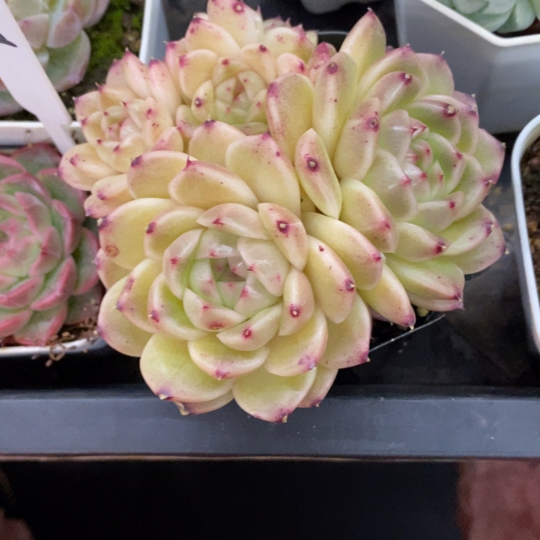 精品多肉一物一拍不包整412