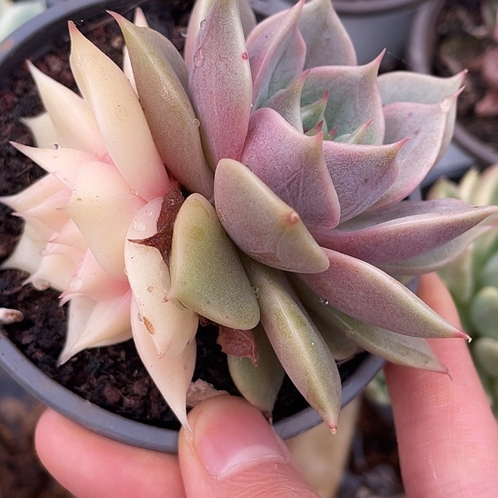 贝加尔湖哈哈哈哈哈哈哈