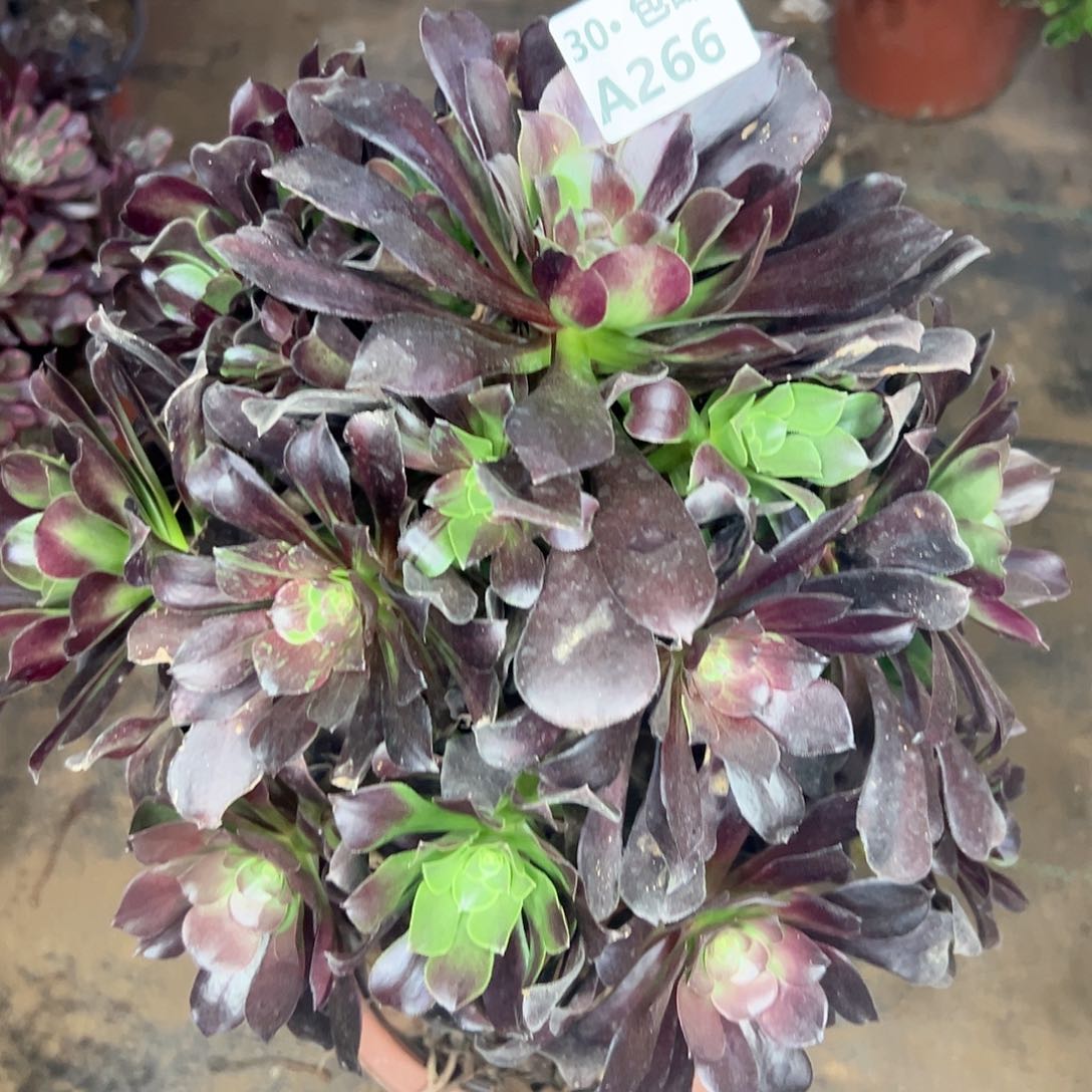 266欧若拉多肉法师不包侧枝