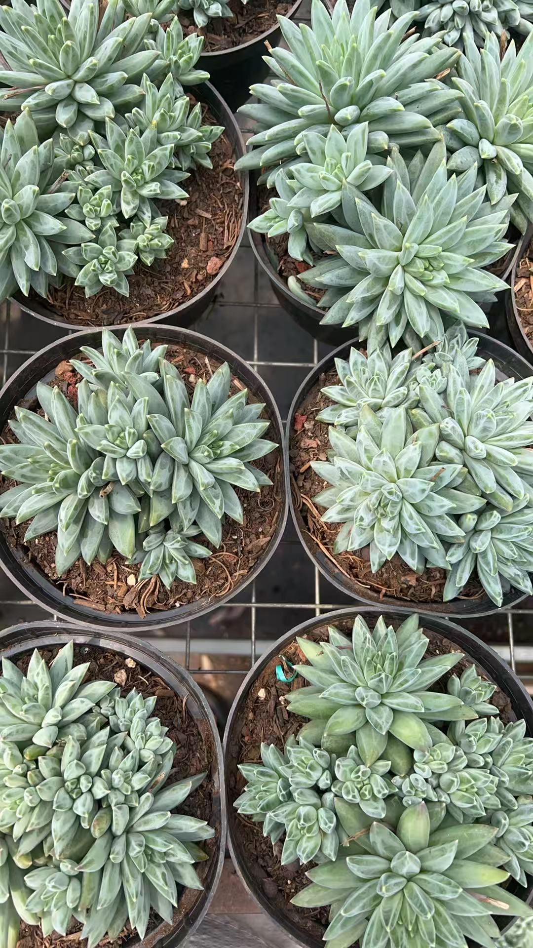 霓虹美人   多肉绿植