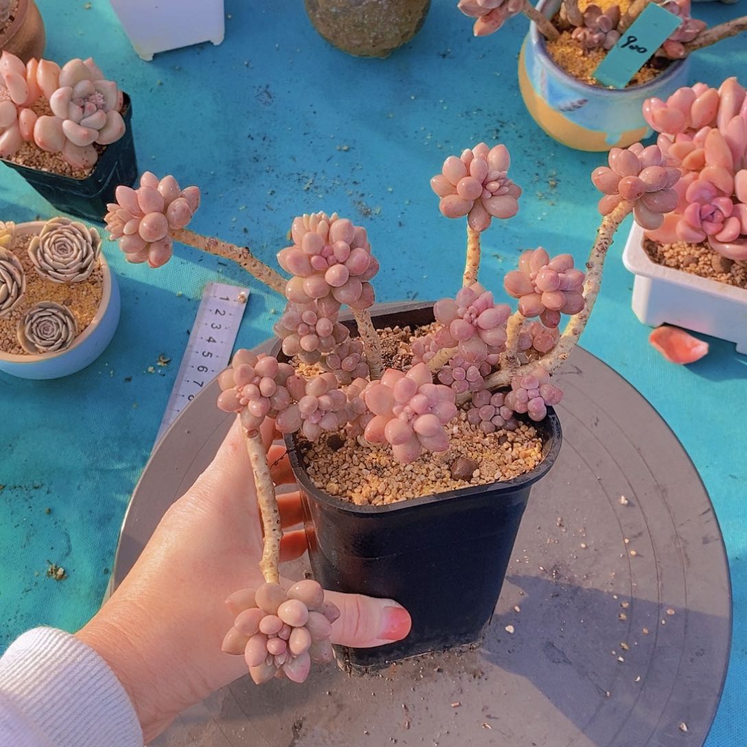 546多肉植物老桩