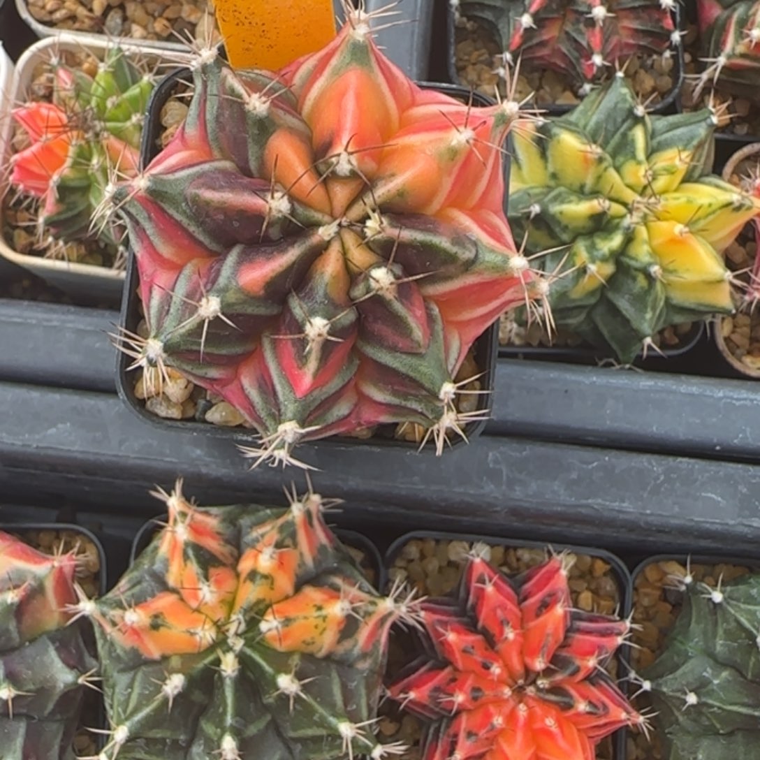 112-1229泰国发货多肉