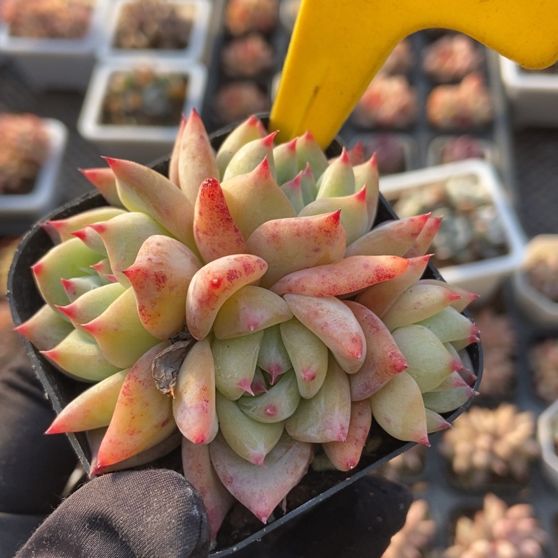 1087白拉糖多肉植物保护